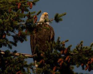Bald eagle in the tree - Canada