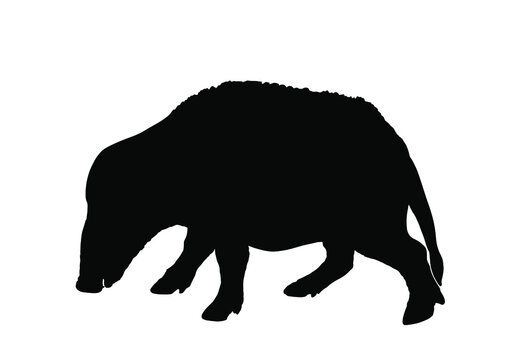 Red river hog vector silhouette illustration isolated on white background. Bush pig silhouette symbol. Potamochoerus porcus.