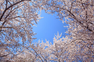 青空とソメイヨシノ