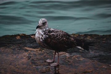 seagull on rock