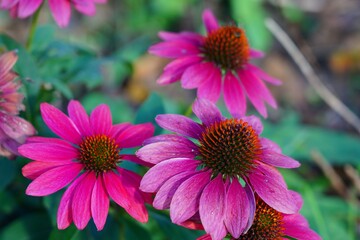 Fototapeta premium Purple and pink echinacea cone flowers