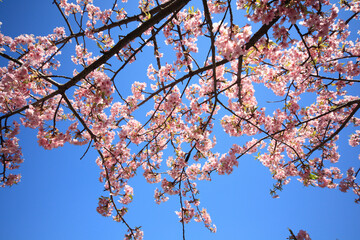 河津桜
