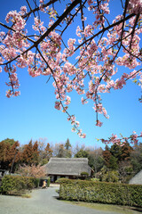 河津桜と古民家