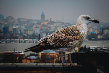 seagull on the roof