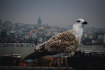 seagull on the roof