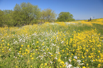 宝満川河川敷の菜の花