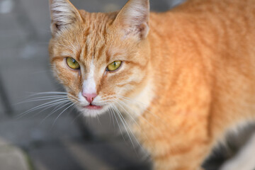 Young cute cat with expressive look and yellow eyes in sunny light. Close up view.