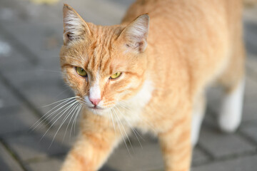 Young cute cat with expressive look and yellow eyes in sunny light. Close up view.