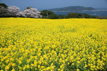 能古島の菜の花