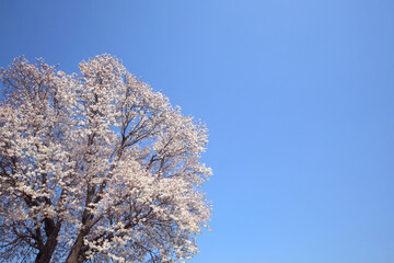 根岸森林公園のさくら