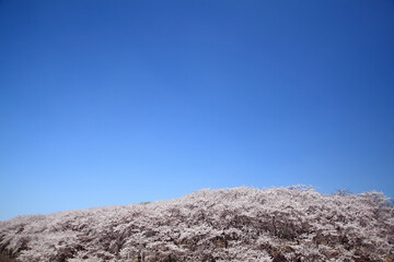 根岸森林公園のさくら