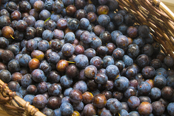Juicy freshly picked blackthorn in a wicker basket. Concept of harvest autumn. 