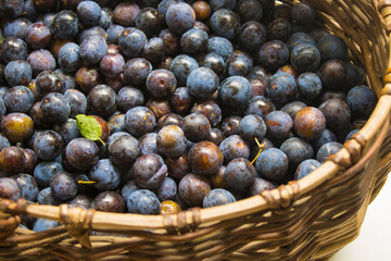 Juicy freshly picked blackthorn in a wicker basket. Concept of harvest autumn. 