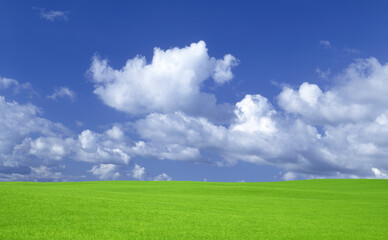 Fototapeta premium 緑の草原と雲