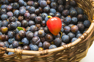 The backgound of Juicy freshly picked blackthorn in a wicker basket and and red pepper as a contrasting detail. Concept of harvest autumn.