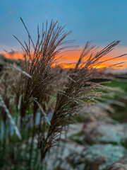 sunset in the grass