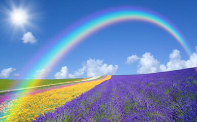 ラベンダー畑と雲と虹と太陽