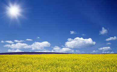 Naklejka premium 黄色い花咲く丘と雲と太陽