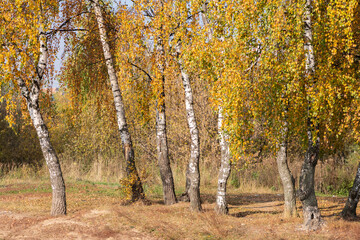 Obraz premium Birch trees with beautiful shining yellow leaves by sun in golden autumn