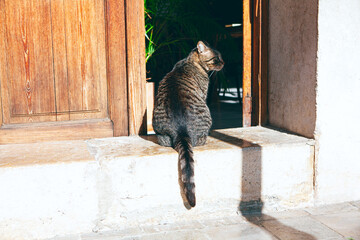 Domestic cat standing in the doorway 