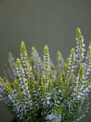 Blossom of white Calluna (common heather, ling, or simply heather, calluna vulgaris)