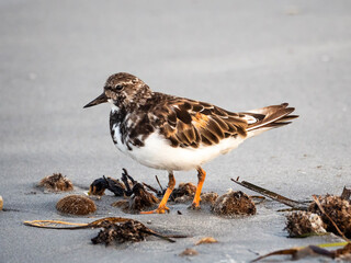 Arenaria interpres paseando por la playa en busca de comida