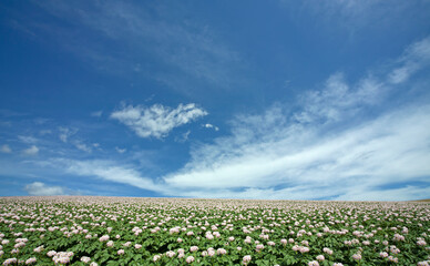 Fototapeta na wymiar ジャガイモ畑のジャガイモの花と雲