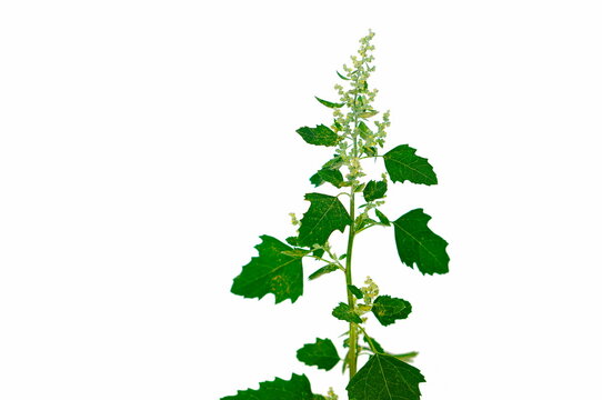 Orach, (Atriplex hortensis). Leaves, flowers. 
Yellow pollen on green leaves.
White background.