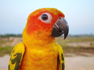 Parrot Aratinga. Homeland South and Central America.
In the photo, a parrot close-up.