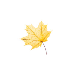 cut out fall leaf. yellow maple leaf isolated on a white background. fall minimal concept. autumn design element
