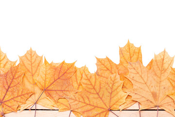Naklejka na ściany i meble autumn maple leaf frame border isolated on white background. above view. studio shot