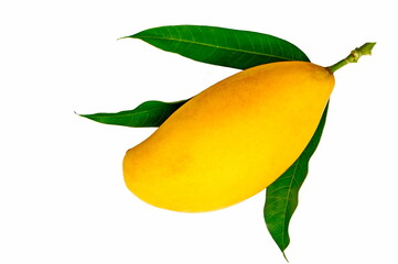Yellow Thai mango. One fruit with green leaves on a white background.