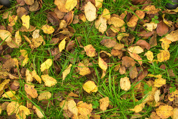 The background of bright colorful fallen leaves on green grass