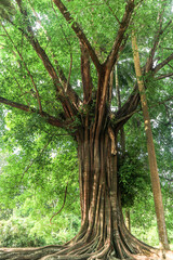 Obraz premium trees in the forest