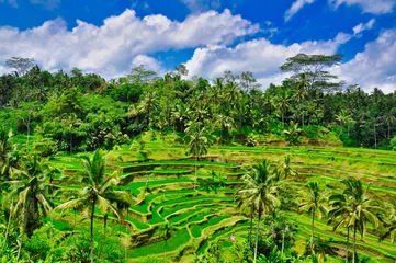 Fototapeten Bali バリ島のテガラランの風景  © Gherasim