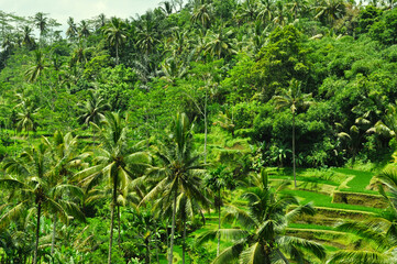 バリ島のテガラランの風景