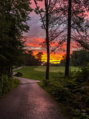 sunset in the forest