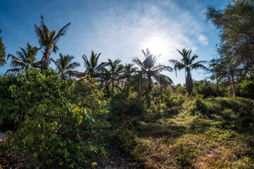Fototapeta na wymiar vegetation, palm trees and tropical trees on the Caribbean coast