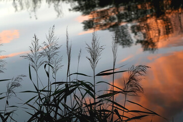 Plants growing by the river. Beautiful sunset reflection. Selective focus.