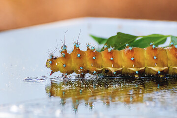 red book goose caterpillar background