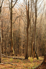 polskie g&oacute;ry, Bieszczady