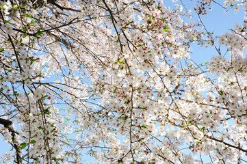 青空バックに桜の花の木