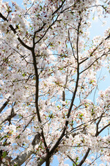 青空バックに桜の花の木