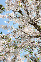 青空バックに桜の花の木