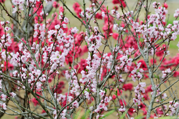 赤色の花の桃の木と白色の花の桃の木