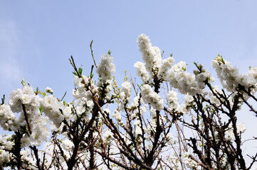 青空バックに白い桃の花の木
