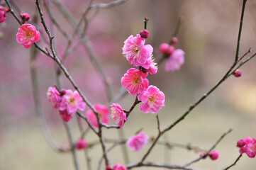 Fototapeta premium 梅の花