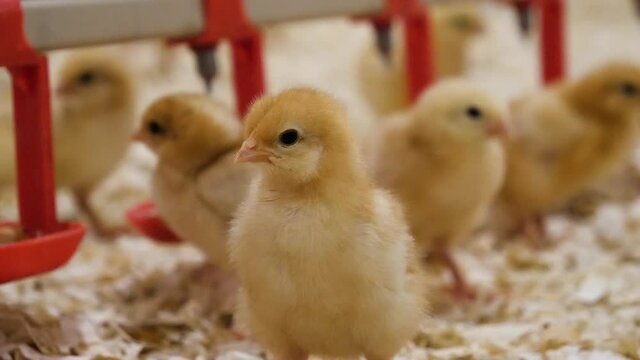 Lots of little yellow chickens on the farm