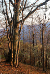 polskie g&oacute;ry, Bieszczady