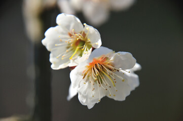 梅の花